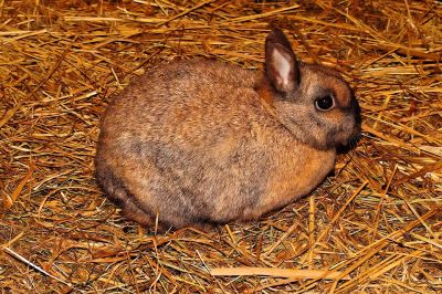 rabbits, bunnies, rabbit care, pet rabbit