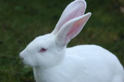 rabbits, bunnies, rabbit care, pet rabbit