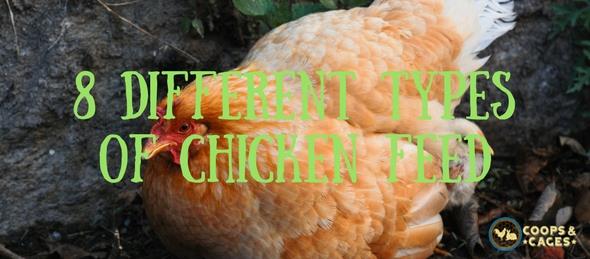 8 Different Types Of Chicken Feeds Coops And Cages
