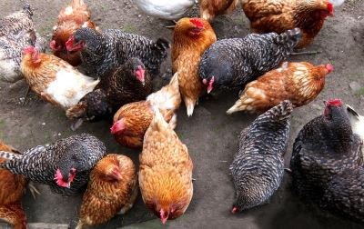 8 Different Types Of Chicken Feeds Coops And Cages