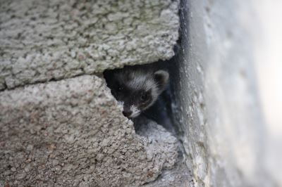 ferret, ferret care, pet ferrets, ferret behaviours