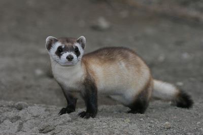 ferret, ferret care, pet ferrets, ferret behaviours