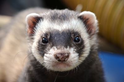 ferret, ferret care, pet ferrets, ferret behaviours