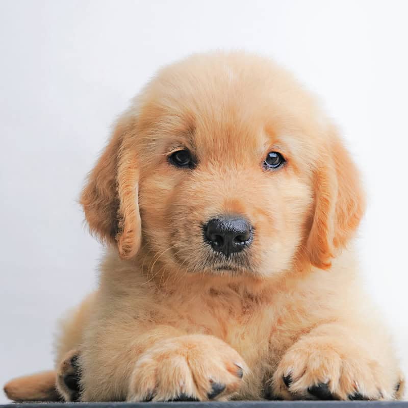 Young golden retriever laying with its head up facing the camera.