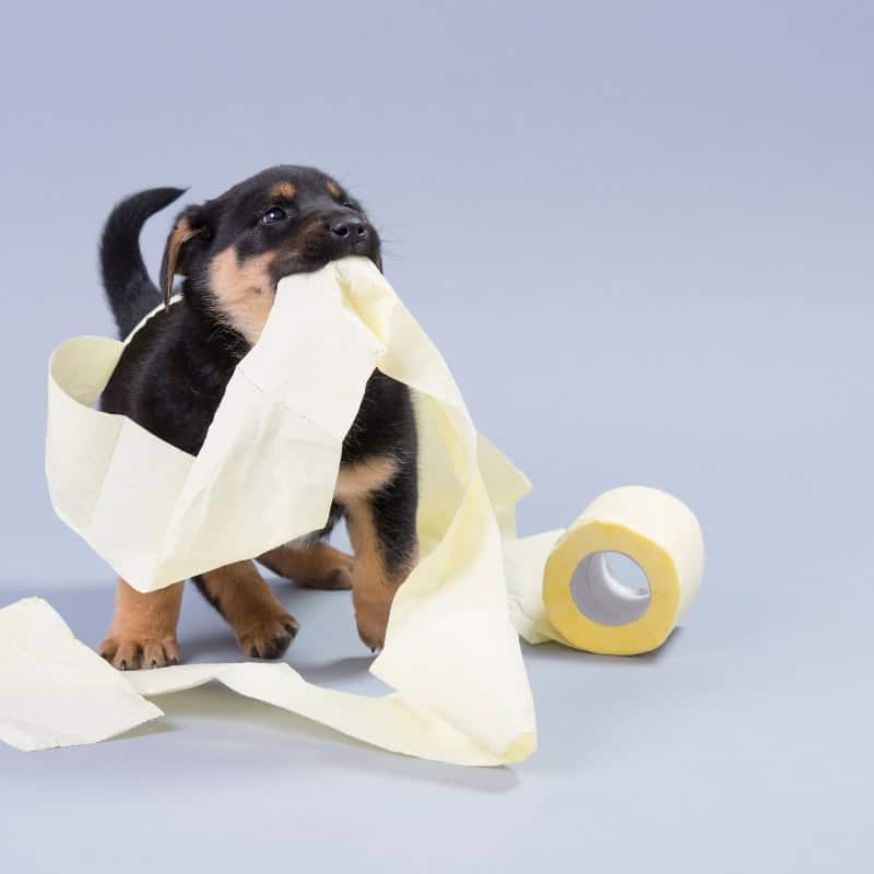 A small black puppy playfully holds an unravelled toilet paper roll in its mouth, with bits of paper trailing around and behind it.