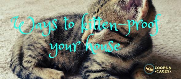cats, kittens, kitten-proof, cat safety, cat ownership, cat care