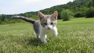 cats, kittens, kitten-proof, cat safety, cat ownership, cat care
