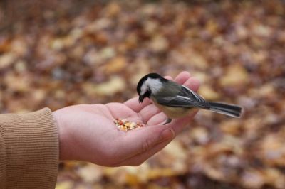 pet birds, pet bird feeds, bird cages