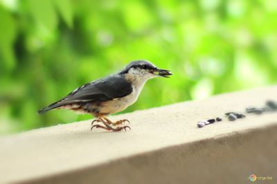 pet birds, pet bird feeds, bird cages