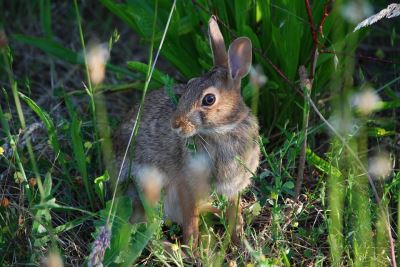 4 Common Rabbit Injuries That Need Immediate Vet Attention | Coops And Cages