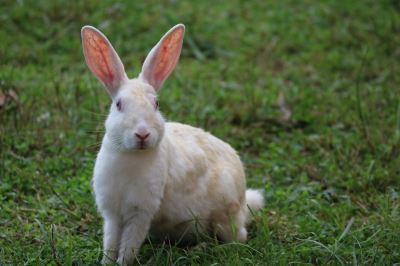 common rabbit injuries, rabbit care, rabbits, pet rabbits'