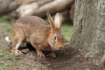 common rabbit injuries, rabbit care, rabbits, pet rabbits'