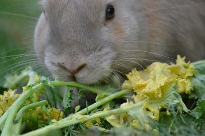 common rabbit injuries, rabbit care, rabbits, pet rabbits'