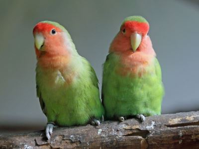 lovebird, pet bird, birds, bird care