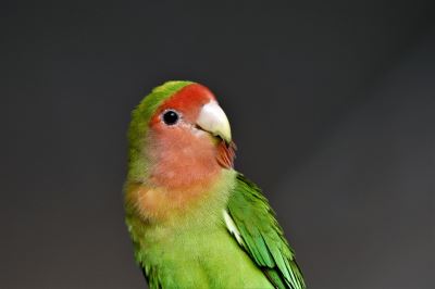 lovebird, pet bird, birds, bird care