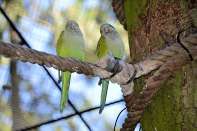 lovebird, pet bird, birds, bird care