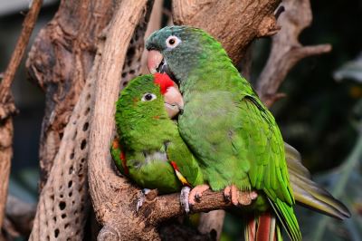 lovebird, pet bird, birds, bird care