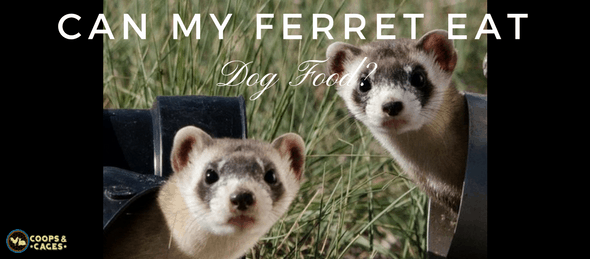 pet ferret, ferret, dog food, ferret care,