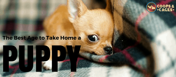 take home a puppy, puppy care, dog care, raising puppies