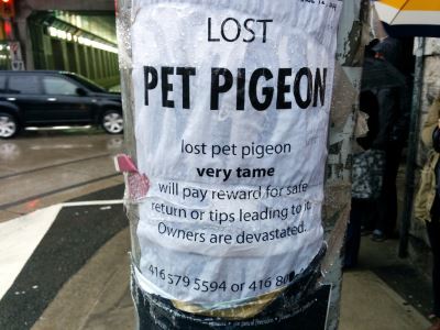 missing pets, pet care, pet care 101, raising pets