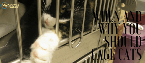 caging cats, cat cages, cat care
