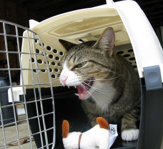 caging cats, cat cages, cat care