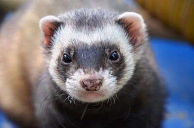 ferret, dog food, ferret care, 