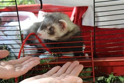 ferret, dog food, ferret care,