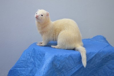 ferret, dog food, ferret care,