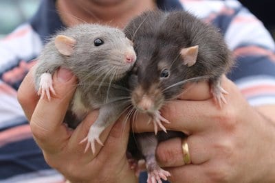pet care, rat care, pet rats, mice, handling rats