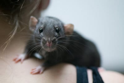 pet care, rat care, pet rats, mice, handling rats