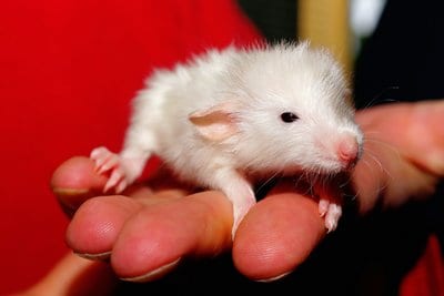 pet care, rat care, pet rats, mice, handling rats