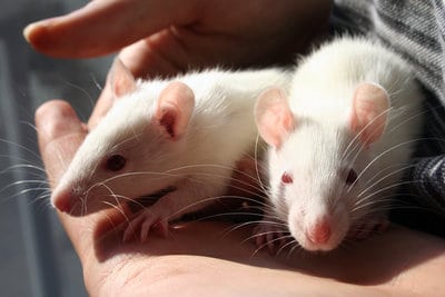 pet care, rat care, pet rats, mice, handling rats