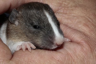 How To Safely Handle, Hold, and Pet Your New Pet Rat | Coops and Cages