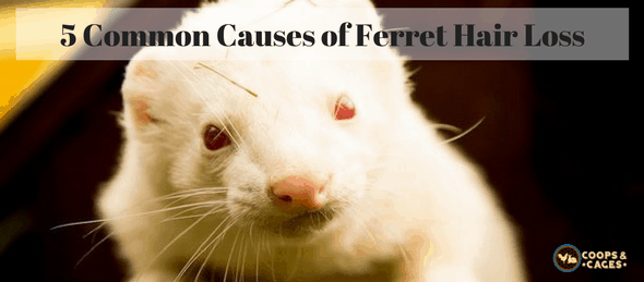 ferrets, ferret, ferret care, ferret hair loss