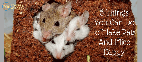 5 Things You Can Do To Make Rats And Mice Happy | Coops And Cages