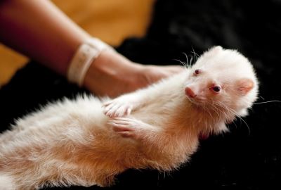 ferrets, ferret, ferret care, ferret hair loss