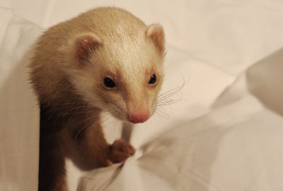 ferrets, ferret, ferret care, ferret hair loss