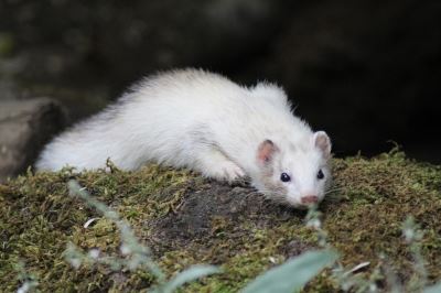 ferrets, ferret, ferret care, ferret hair loss