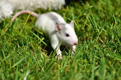 rats, mice, rat care, mice care, how to keep rats happy