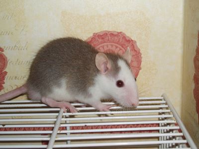 5 Things You Can Do To Make Rats And Mice Happy | Coops And Cages