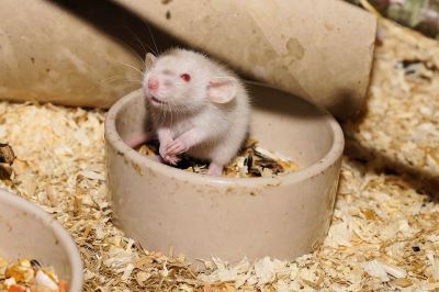 rats, mice, rat care, mice care, how to keep rats happy