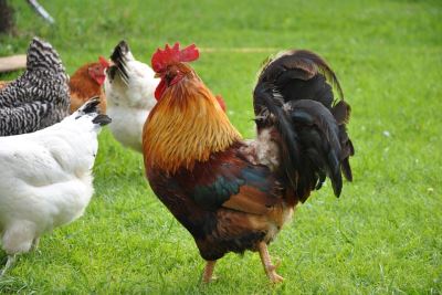 chickens, rooster, chicken coop, chicken care, raising chickens