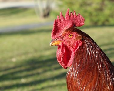 chickens, rooster, chicken coop, chicken care, raising chickens