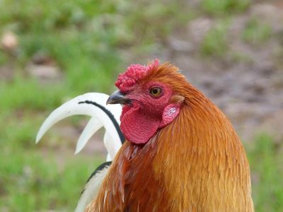 chickens, rooster, chicken coop, chicken care, raising chickens