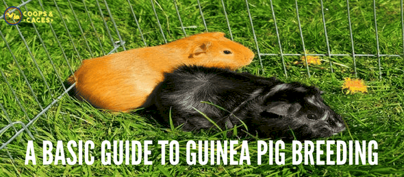 A Basic Guide to Guinea Pig Breeding