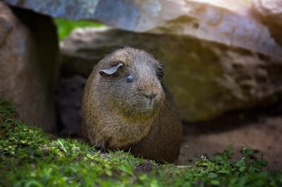 guinea pigs, guinea pig breeding, guinea pig care