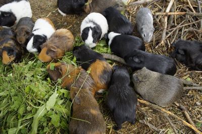 guinea pigs, guinea pig breeding, guinea pig care