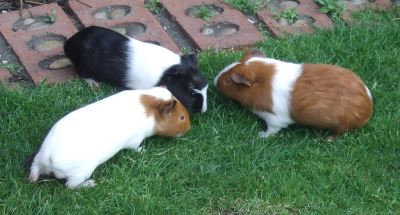guinea pigs, guinea pig breeding, guinea pig care