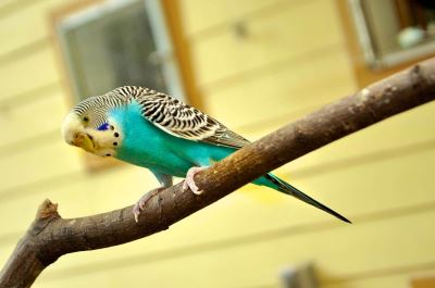 Parakeets, bird training, pet birds, bird care